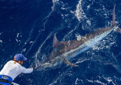 Atlantic blue marlin