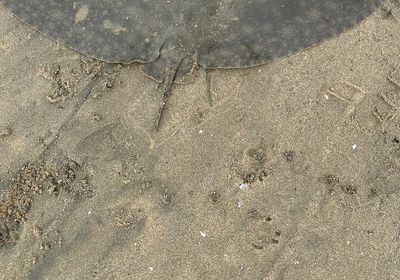 Spiny butterfly ray