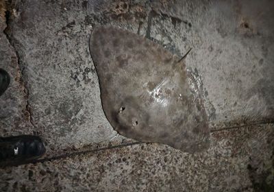 Spiny butterfly ray