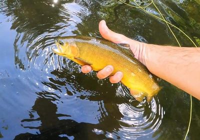 Gila trout