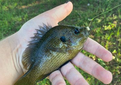 Spotted sunfish