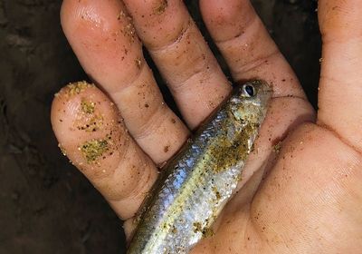 Spottail shiner