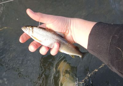 Lake whitefish