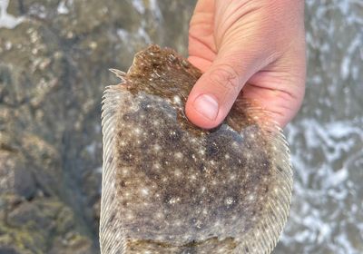 Largetooth flounder