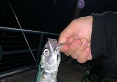 Pacific chub mackerel