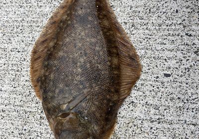 Pacific sand sole