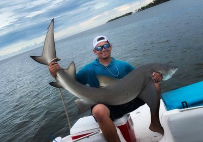 Lemon shark