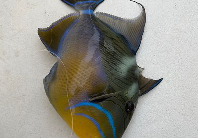 Queen triggerfish