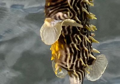 Spot-fin porcupinefish