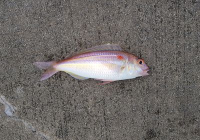 Golden threadfin bream