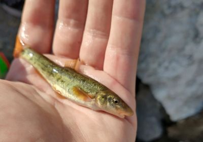 Longnose dace