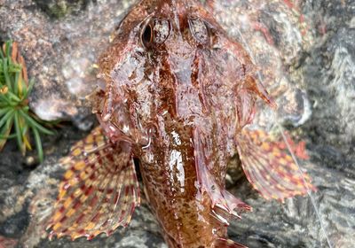 Longspined bullhead