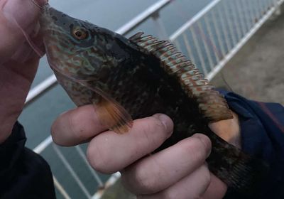 Corkwing wrasse