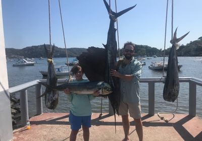 Atlantic sailfish