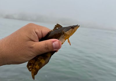 Giant kelpfish