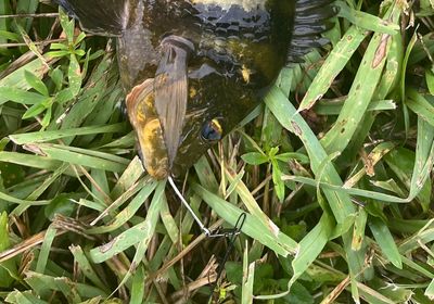 Zebra tilapia