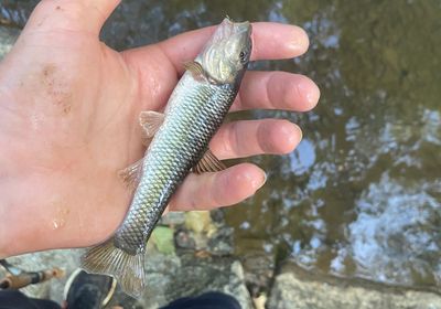 Bluehead chub