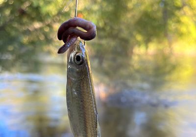 Sandbar shiner