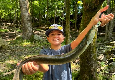 American eel