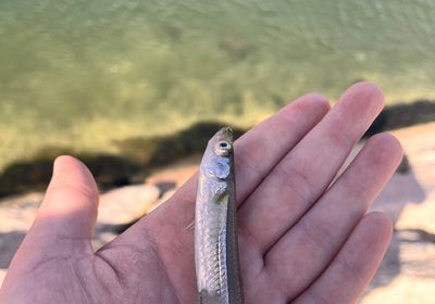 Stargazing minnow