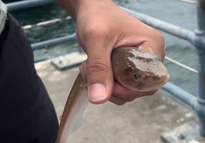 California lizardfish