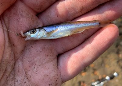 Sand shiner