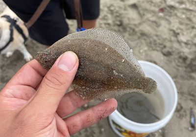 Pacific sanddab