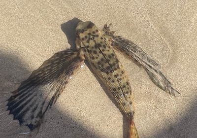 Flying gurnard