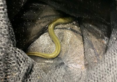 European eel