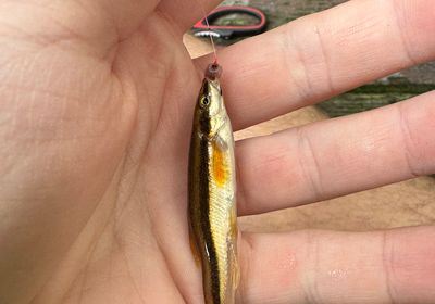 Eastern blacknose dace