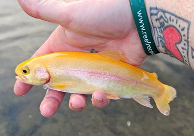 Golden rainbow trout