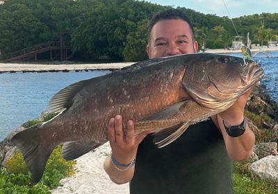 Cubera snapper