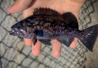 Blue rockfish