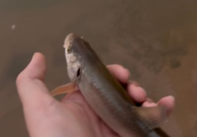 Utah chub