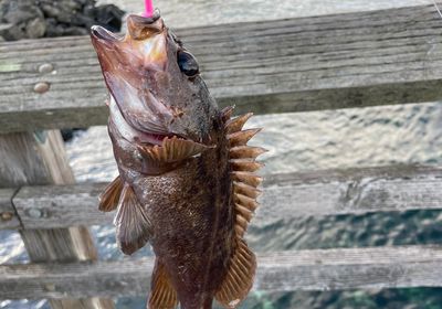 Calico rockfish