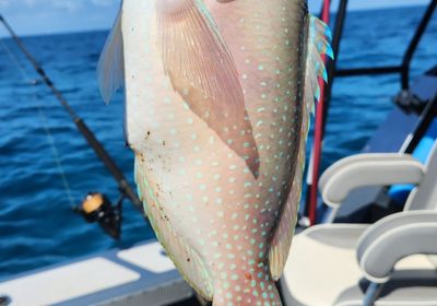 Blue tuskfish