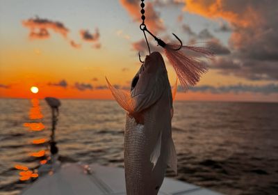 Vermilion snapper