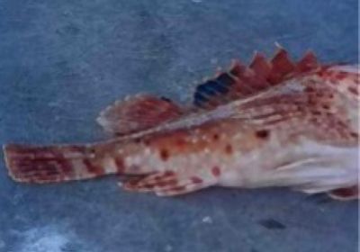 Small red scorpionfish