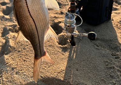 Mexican snook