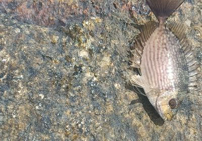 Streaked spinefoot