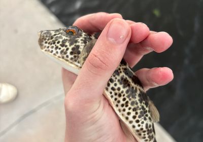 Checkered puffer