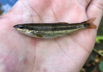 Eastern blacknose dace