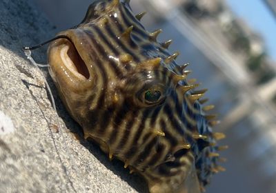 Striped burrfish