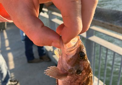 Pacific spiny dogfish