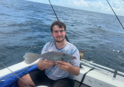 Scrawled filefish