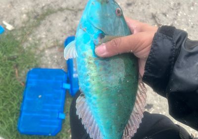 Queen parrotfish