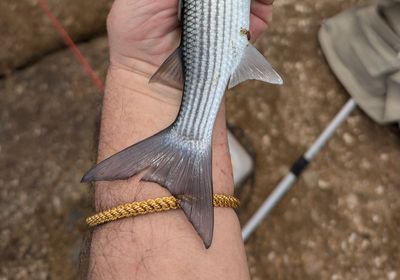 Thinlip grey mullet