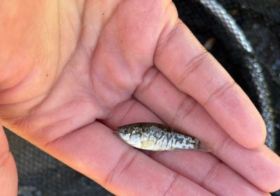 Sheepshead minnow