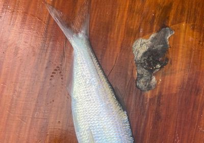 American gizzard shad