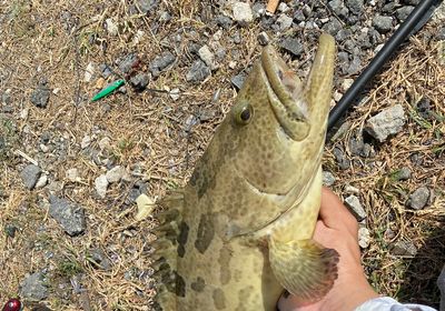 Brown-marbled grouper